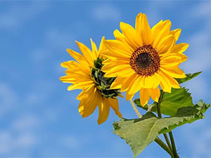 怎样更改抖音朋友列表？ 抖音朋友列表设置方法