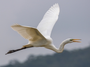 怎么提醒会员余额未消费？ VIP电视剧收费提示设置